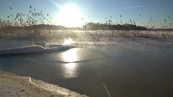 Winter Reeds in Lake