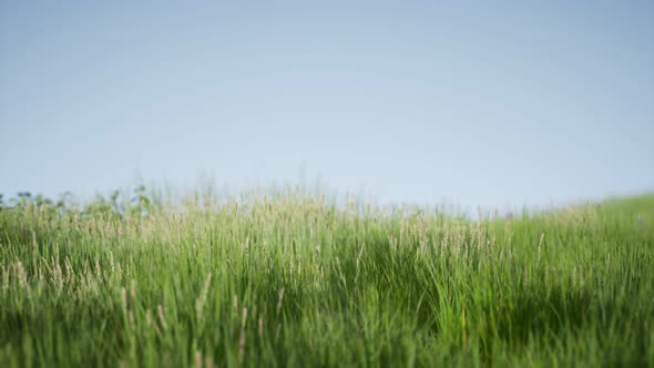 Field of Green Fresh Grass Under Blue Sky