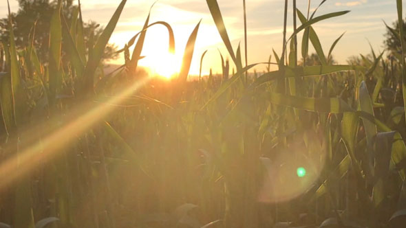 Grass And Sun