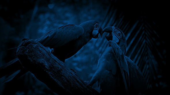 Parrots Fighting With Each Other At Night