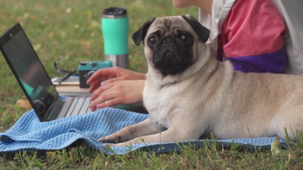 Girl Laying and Typing on Laptop on a Lawn with Her Pug Around