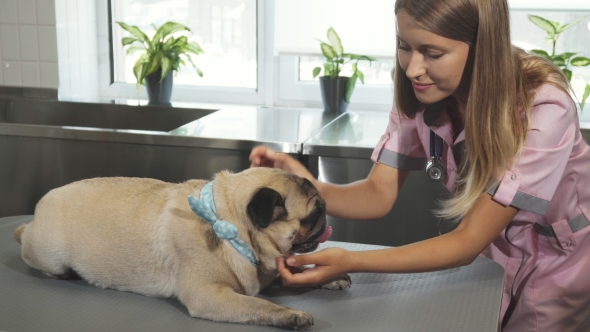 The Vet Is Checking Up the Pug Dog
