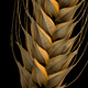 Wheat - VideoHive Item for Sale