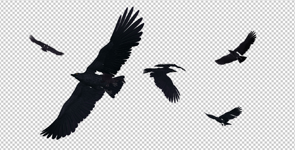 Black Birds - Angry Flock - Flying Around - II alt