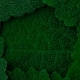 Dark Green Leaves. - VideoHive Item for Sale
