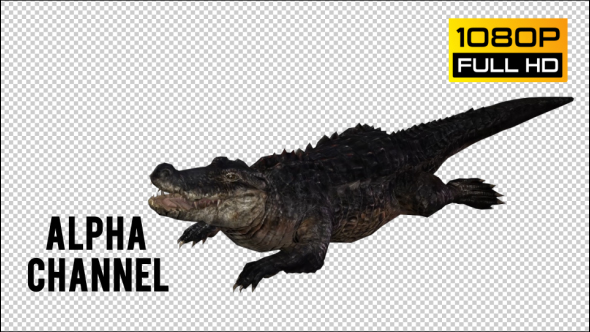 Crocodile - Alligator 3