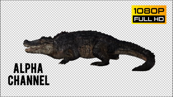Crocodile - Alligator 4