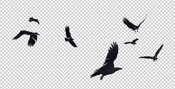 Black Birds - Angry Flock - Flying Around - III alt
