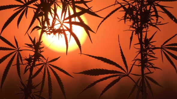 Shot of Marijuana at the Sunset Background.