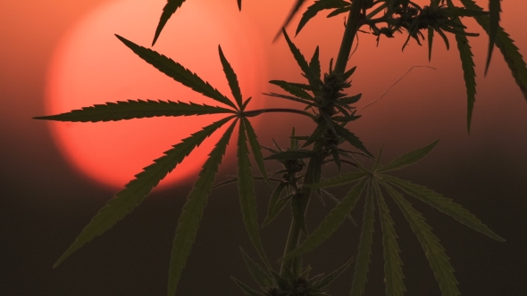 Shot of Marijuana at the Sunset Background.