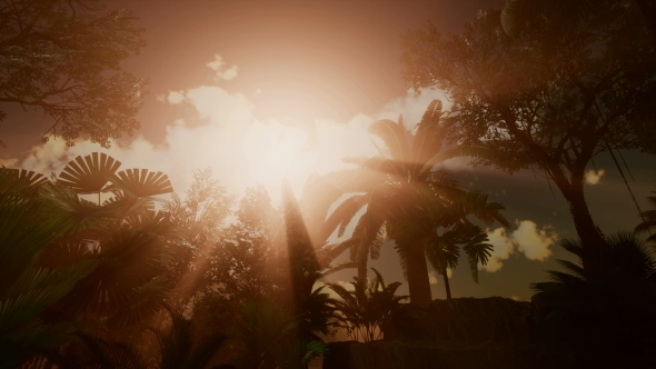 Sunset Beams Through Palm Trees alt