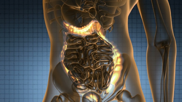 Anatomy Scan of Human Colon alt