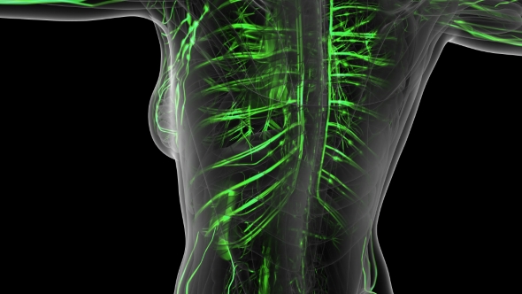 Human Body with Glow Blood Vessels alt