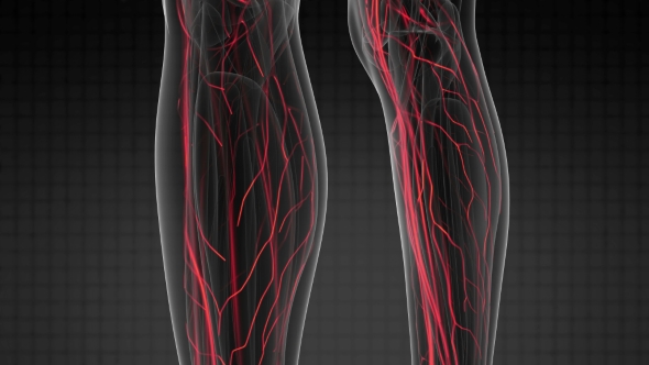 Human Body with Glow Blood Vessels alt