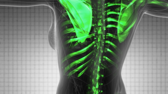 Human Body with Visible Skeletal Bones alt