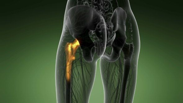 Hip Bones Anatomy alt