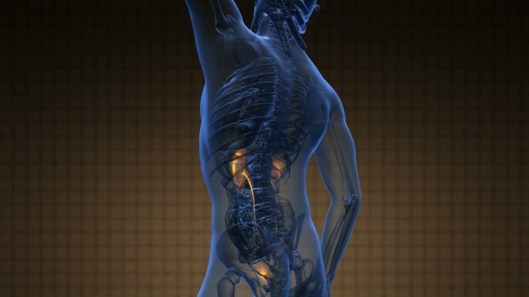 Anatomy Scan of Human Kidneys alt