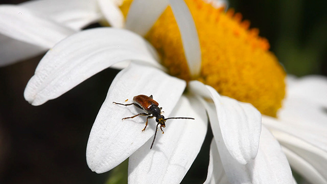 Brown beetle.
