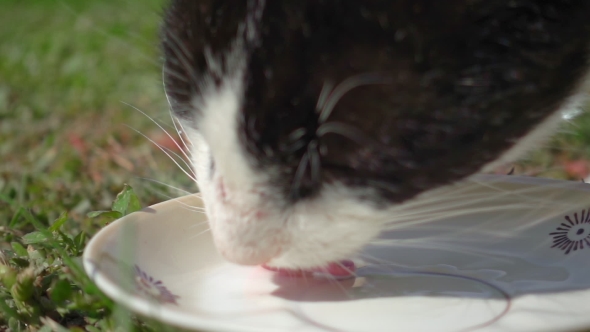 Cat Is Drinking Milk From Cat Bowl in alt