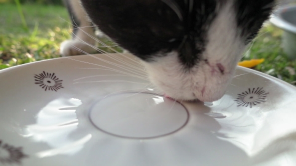Cat Is Drinking Milk From Cat Bowl in alt