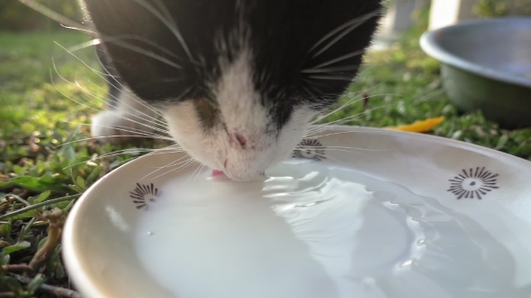 Cat Is Drinking Milk From Cat Bowl in alt