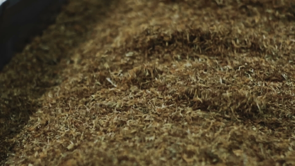 Tobacco Drying Process, Cigarette Manufacturing