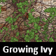 Growing Ivy Transition - VideoHive Item for Sale