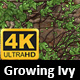 Growing Ivy Transition 4K - VideoHive Item for Sale