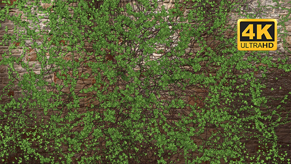 Growing Ivy Transition 4K alt