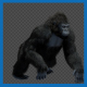 King Kong Walk And Howl - VideoHive Item for Sale