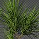 Growing Plant Dracaena - VideoHive Item for Sale