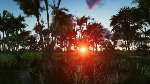 Tropical Jungle at Sunset alt