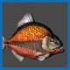 Piranha Swim Pack 4 In 1 - VideoHive Item for Sale
