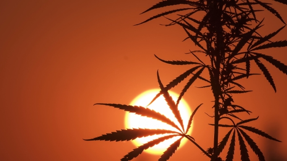 Marijuana at the Sunset Background