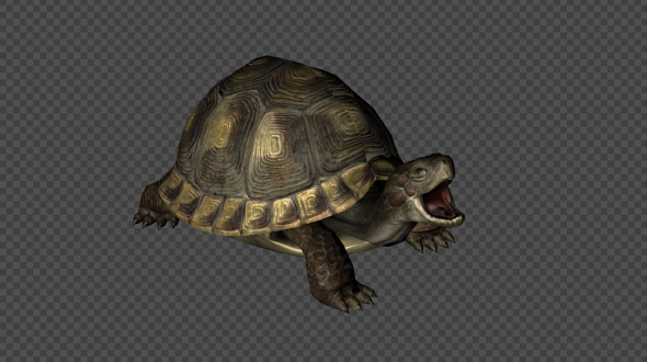 Turtle Idle Pack03 4 In 1 alt