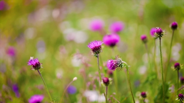 Wasp Collects Nectar From Flower Milk Thistle in Alpine Meadows