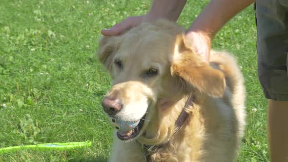 Owner Petting Golden Retriever Dog With Ball In Mouth