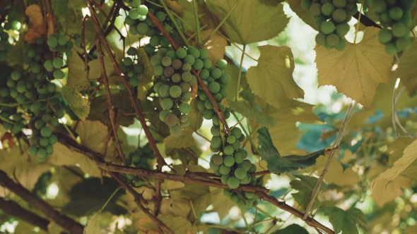 Background of Green Vineyard