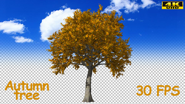 Autumn Tree alt