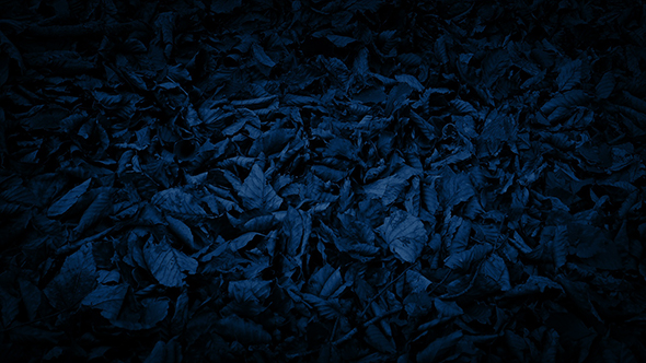 Moving Over Blanket Of Leaves At Night