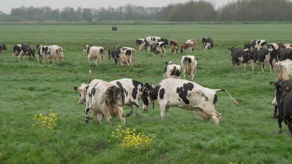 Happy flock of cows seeing green meadow for the first time after long winter