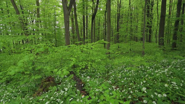 White ramson flowers, Hainich National Park, Thuringia, Germany