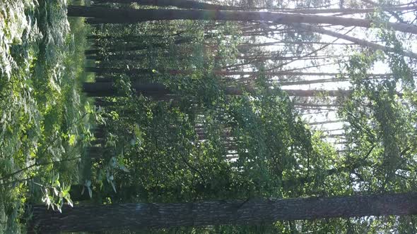 Vertical Video of Forest Landscape in Summer Slow Motion