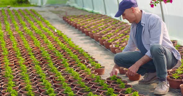 Agriculture Confident Male Gardener Examining Potted Flower Plant