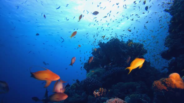 Tropical Underwater Reef Sea Fish