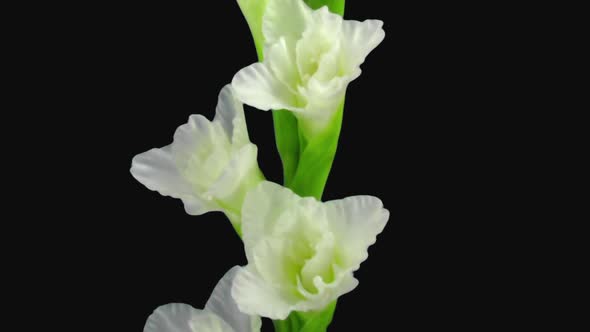 Time-lapse of opening white gladiolus flower