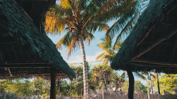 Tropical African Hotel with Thatched Roof Bungalows and Palm Trees Zanzibar