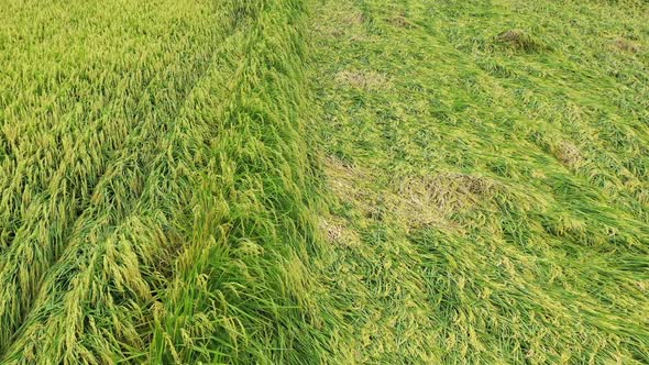 Aerial Drone Video - Bird Eye View of Rice Paddy Field Crops and Grains, Some Damaged By Typhoon - F