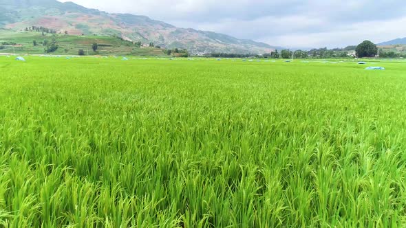 Rice Field Seedlings Delay White Clouds Blue Sky Close Up Real Shot Video