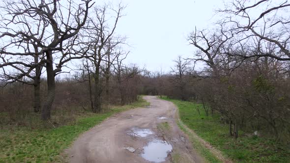 A Winding Ground Cover Road Winds Through an Overgrown Clearing at the Edge of the Forest